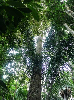 Floresta